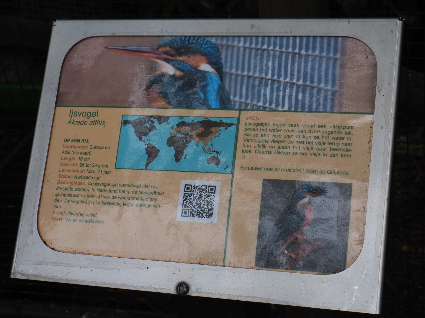 Sign Eurasian kingfisher, 2019-05-25