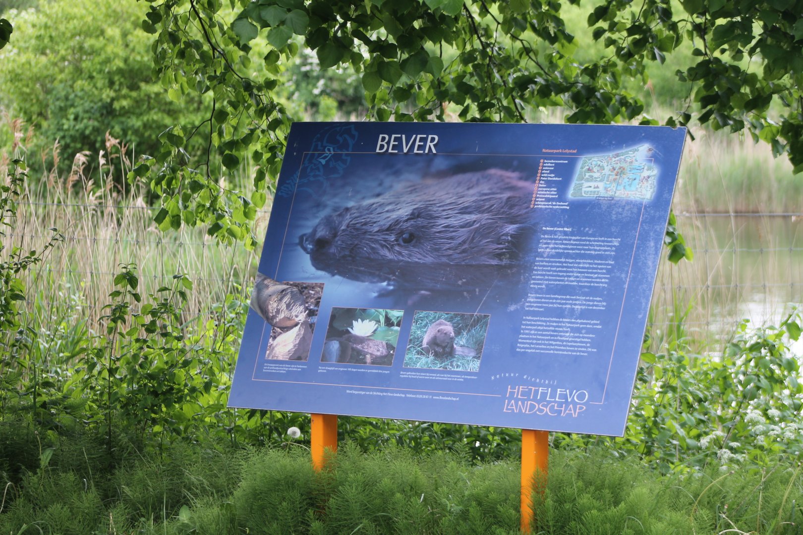 Sign European beaver