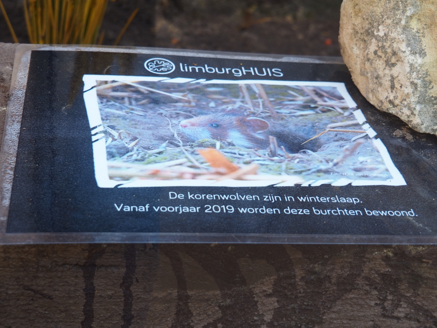 Sign European hamsters in hibernation (Oct 13th, 2018)