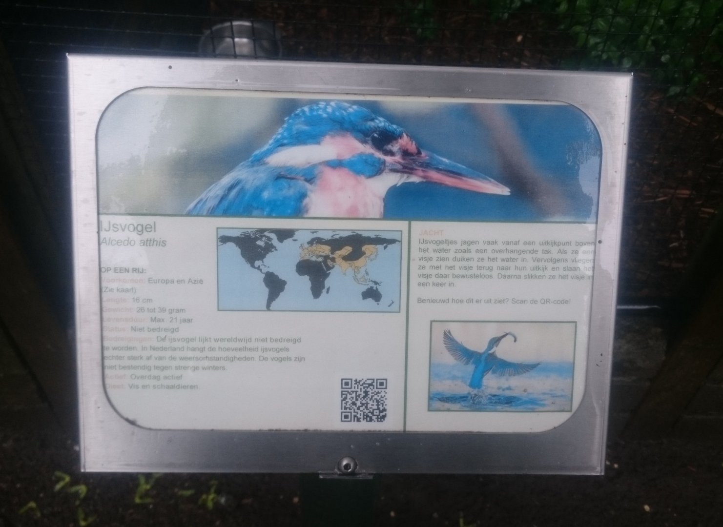 Sign European kingfisher