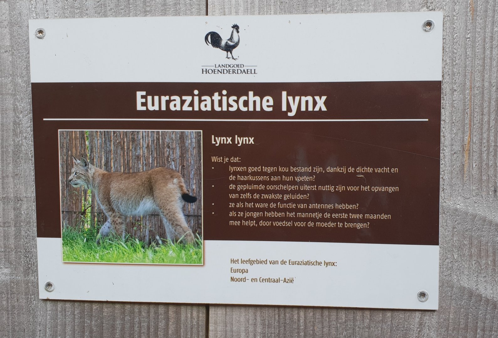 Sign european lynx