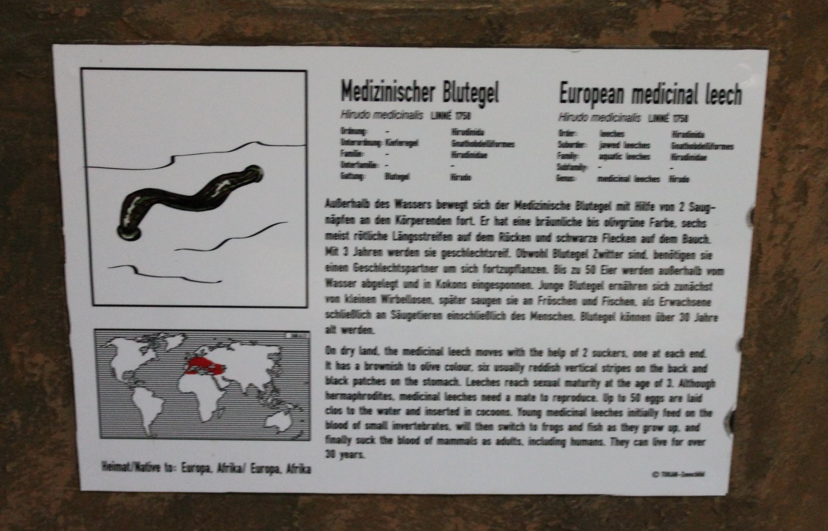 Sign European medical leech