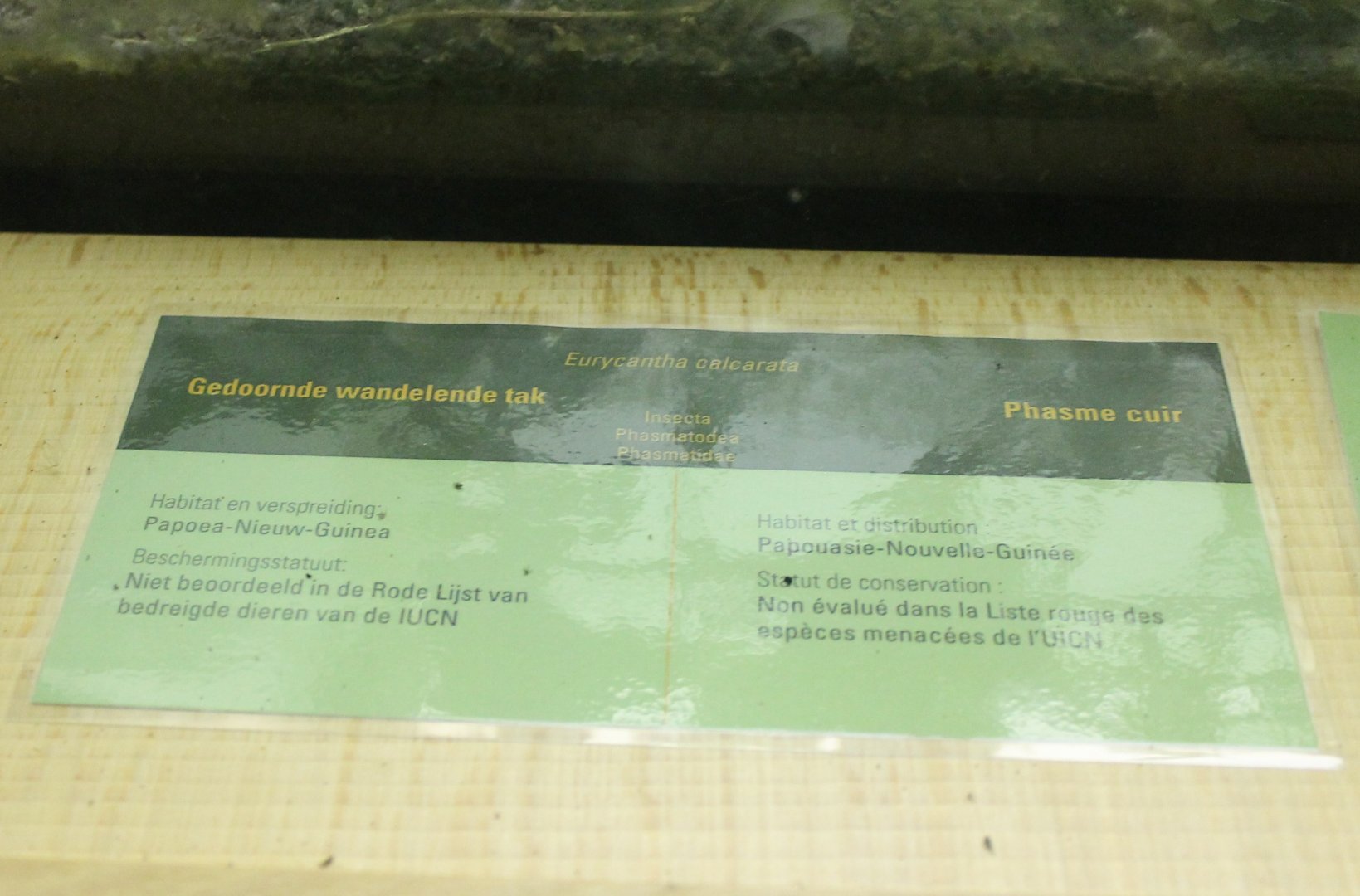 Sign Eurycantha calcarata