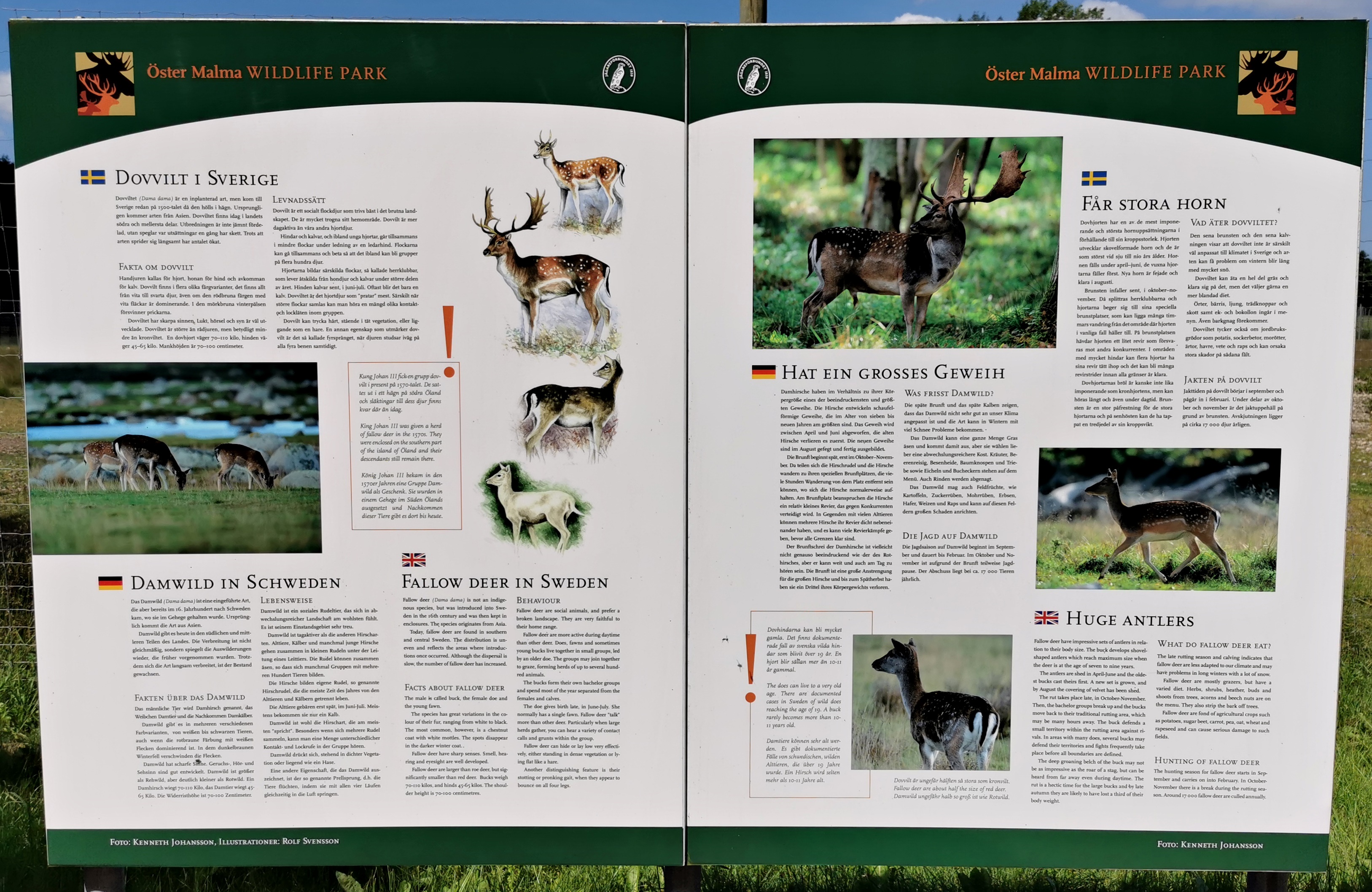 Sign example - Fallow deer