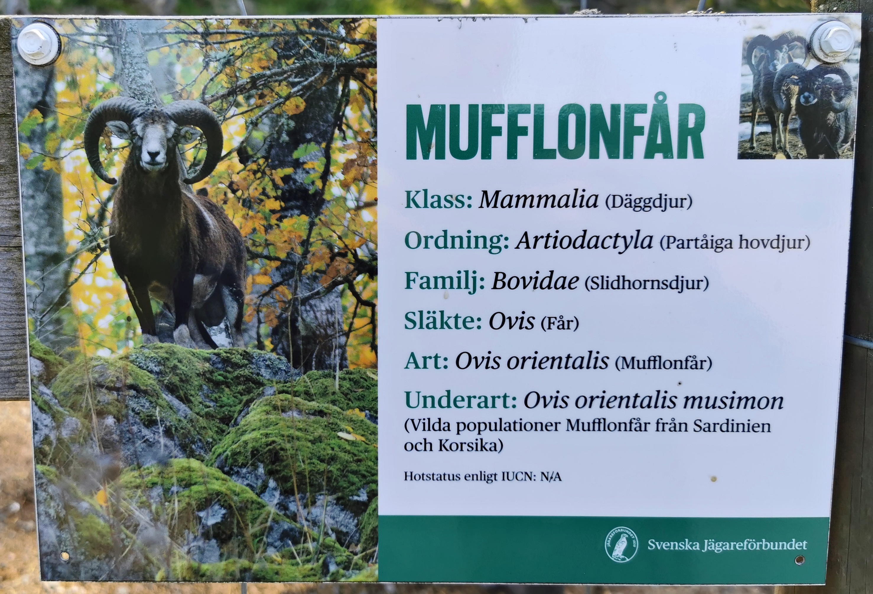 Sign example - Mouflon 1