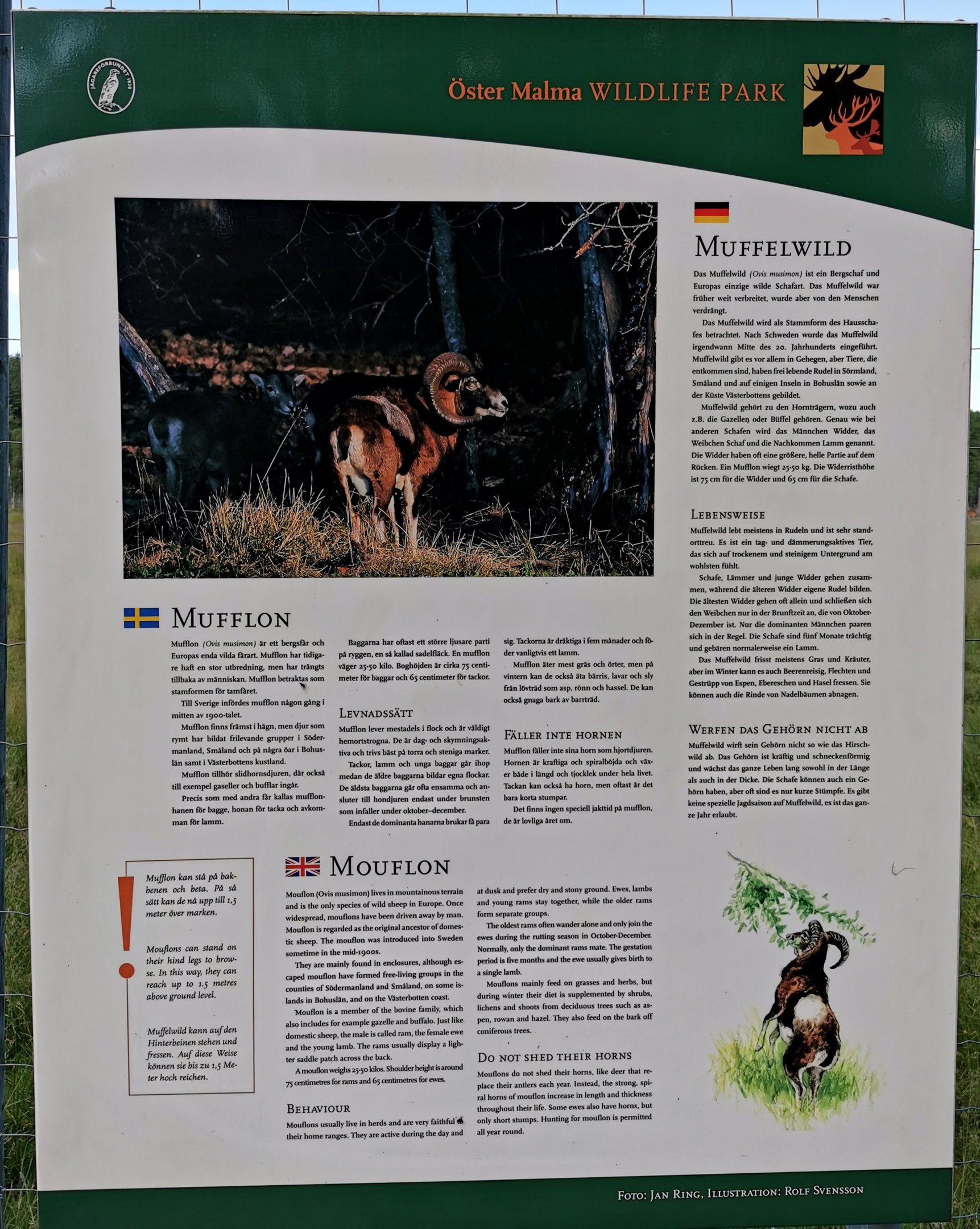 Sign example - Mouflon 2