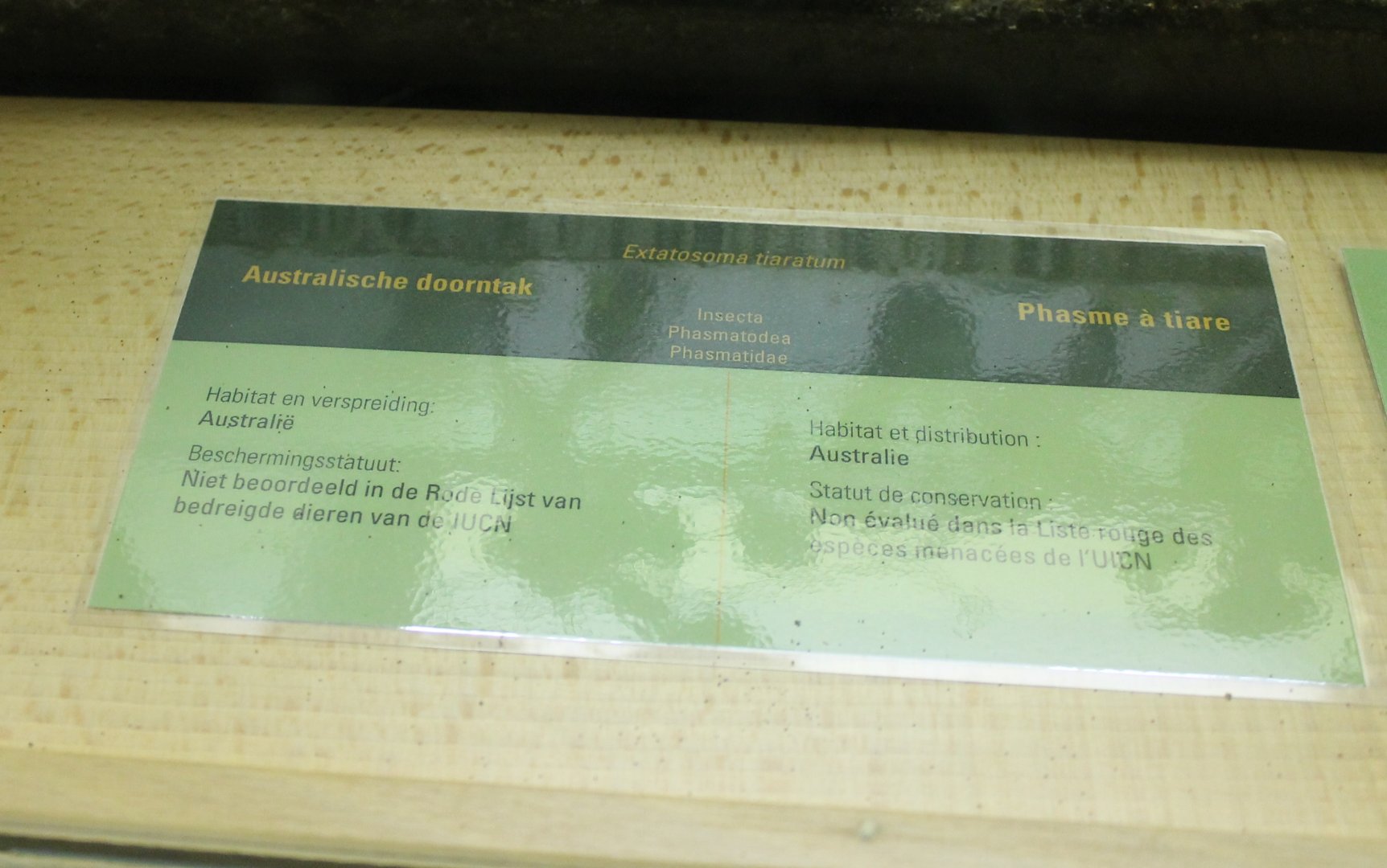 Sign Extatosoma tiaratum