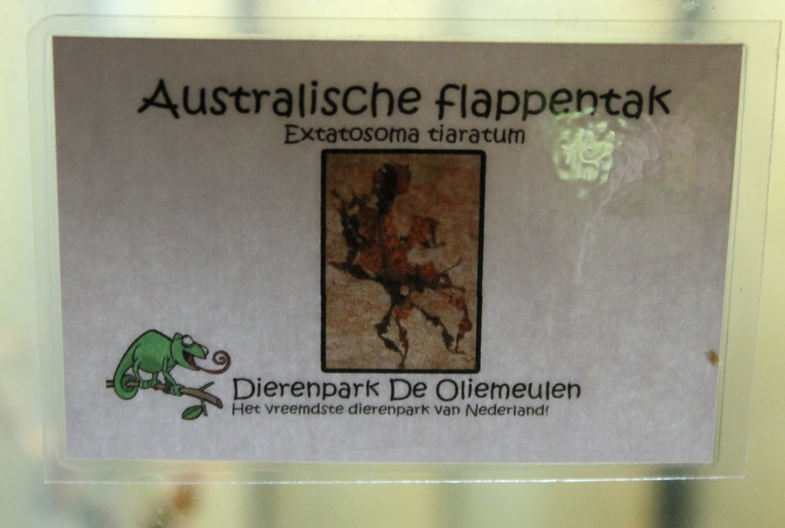 Sign Extatosoma tiaratum