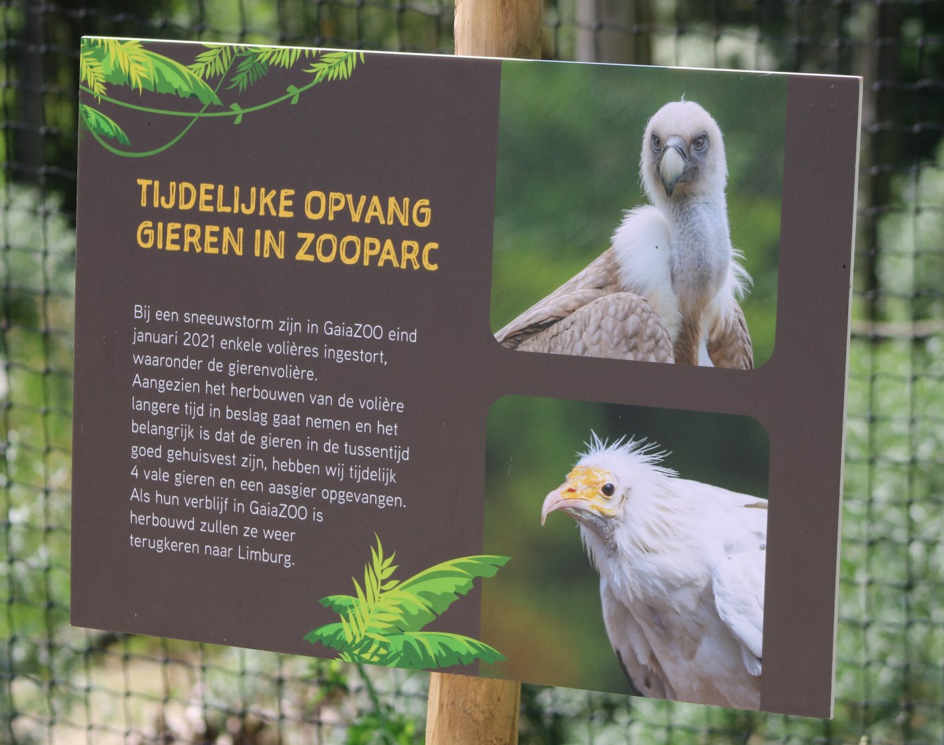 Sign "extra" vultures