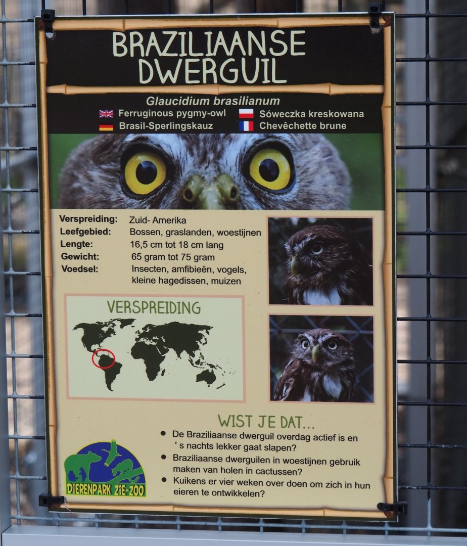 Sign Ferruginous pygmy owl, 2019-04-06