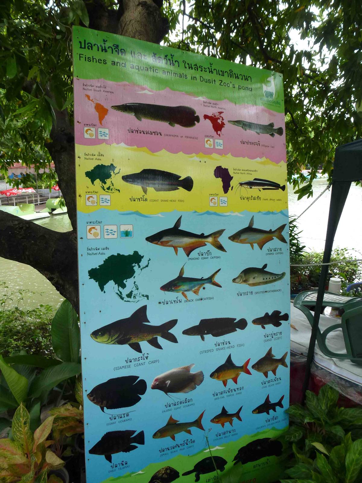Sign - fish & turtles in the main lake , July 2013.