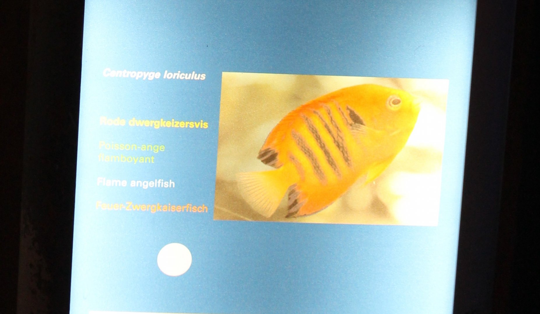 Sign Flame angelfish