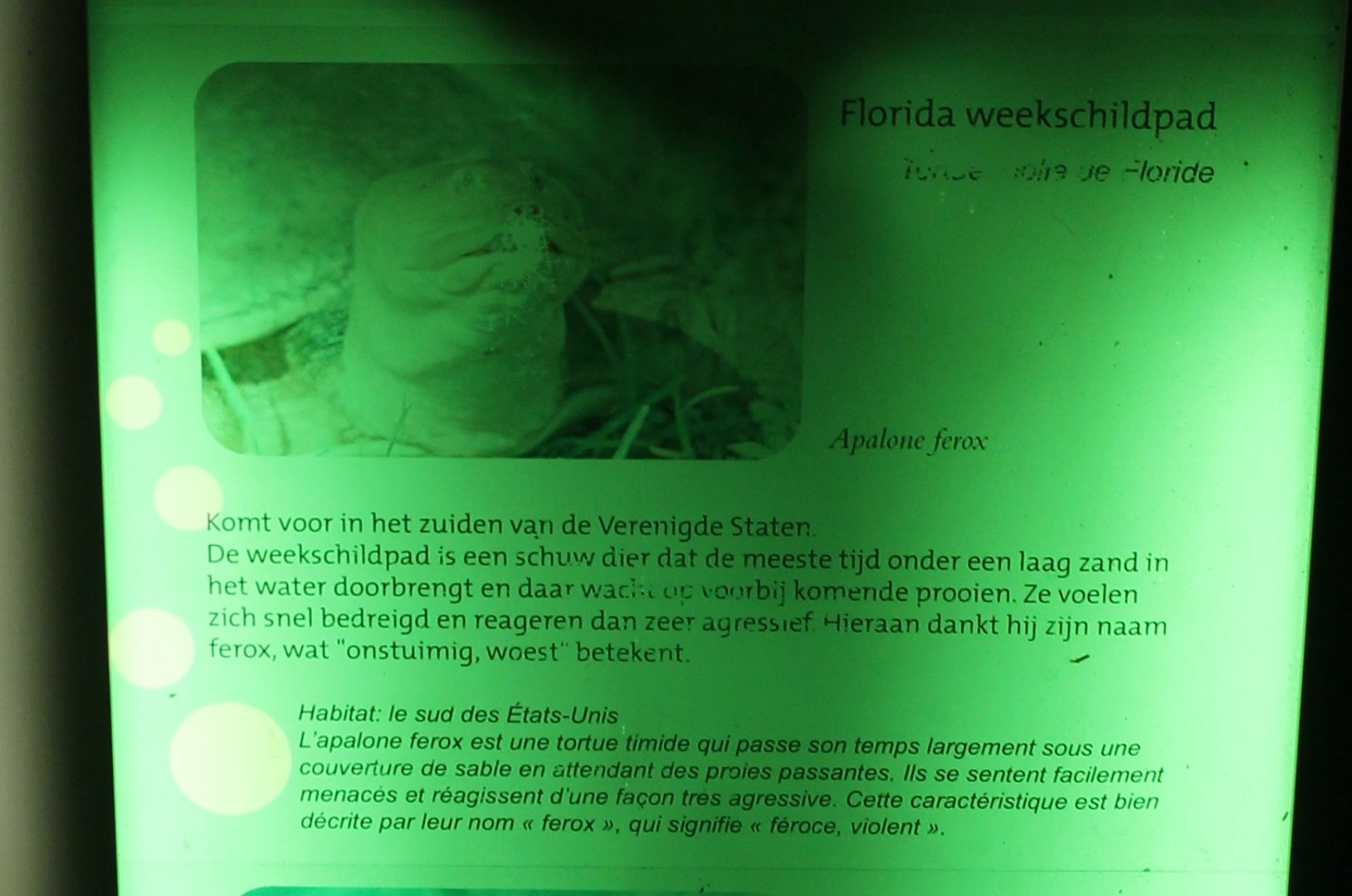 Sign Florida softshell Turtle