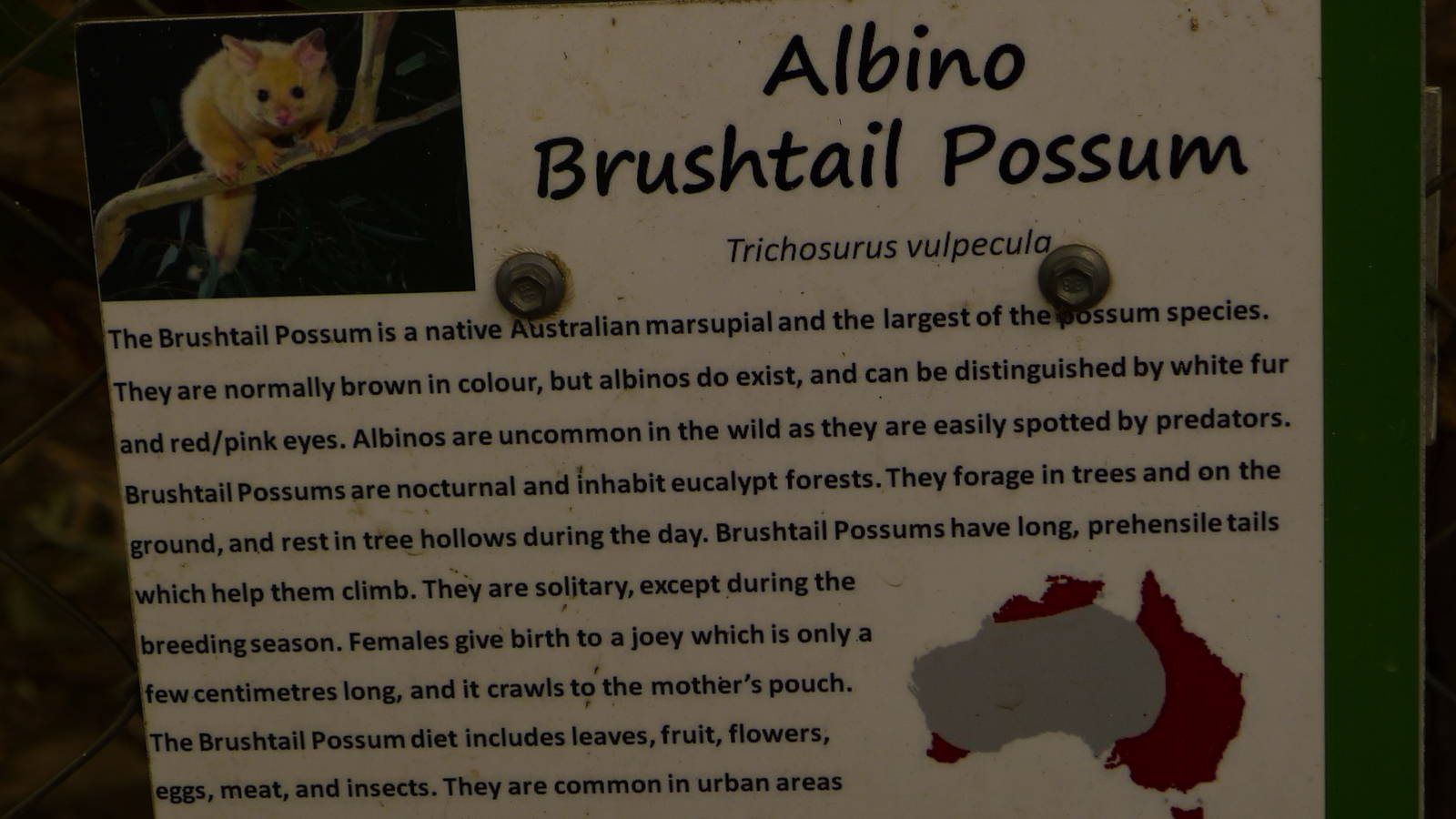 Sign for Albino Brushtailed Possum