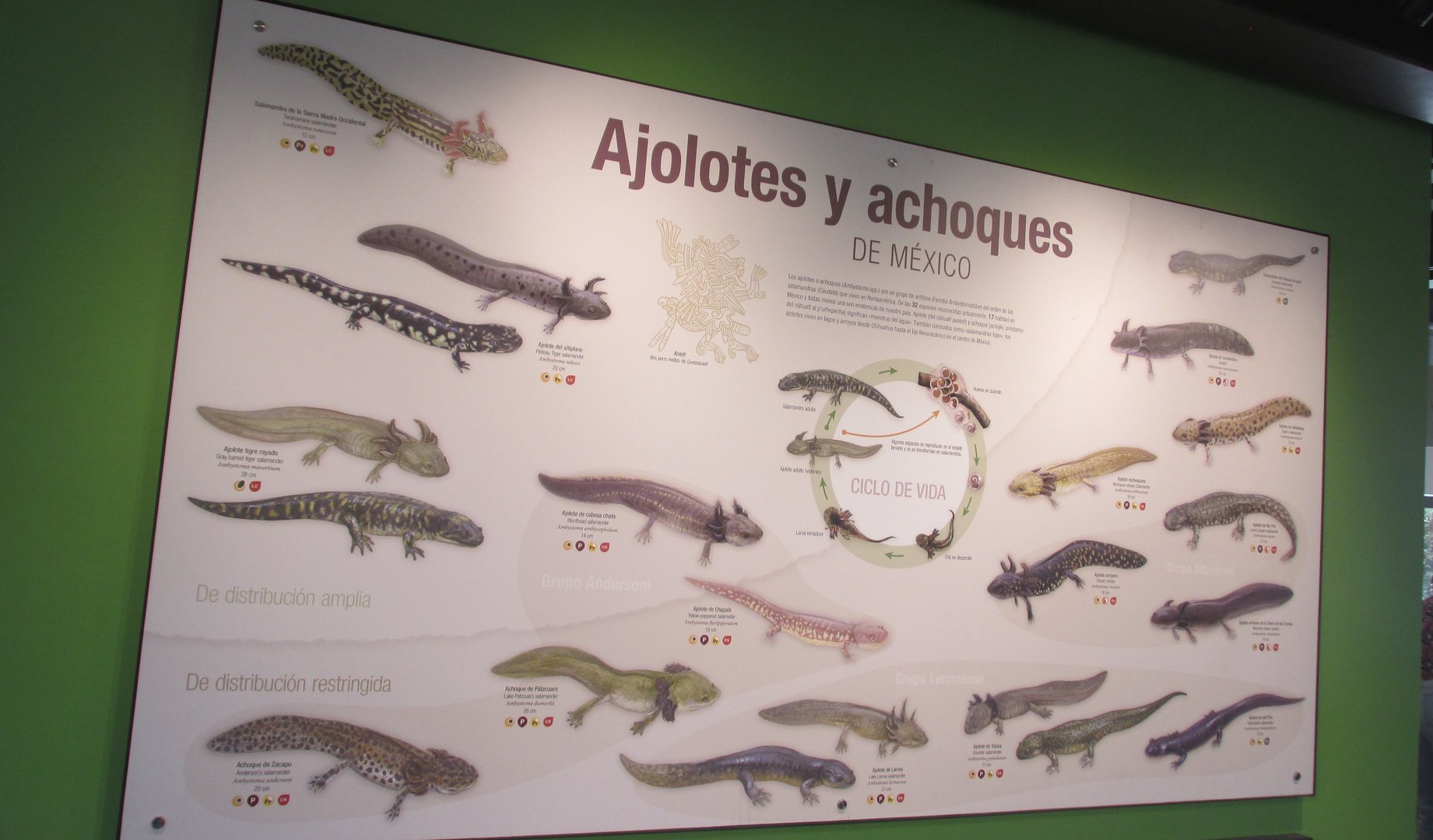 sign for axolotls and salamanders of Mexico