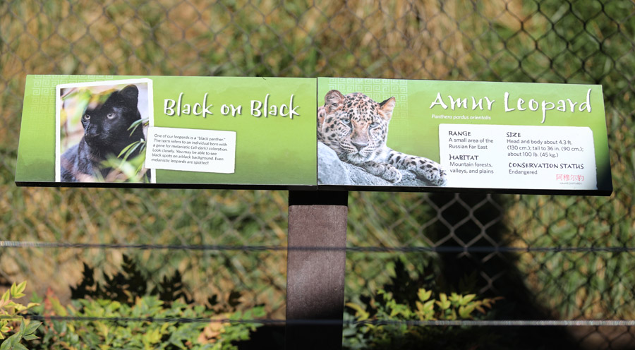 sign for black Amur leopard