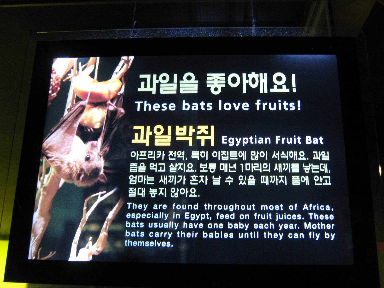 sign for Egyptian fruit bat (Rousettus aegyptiacus)