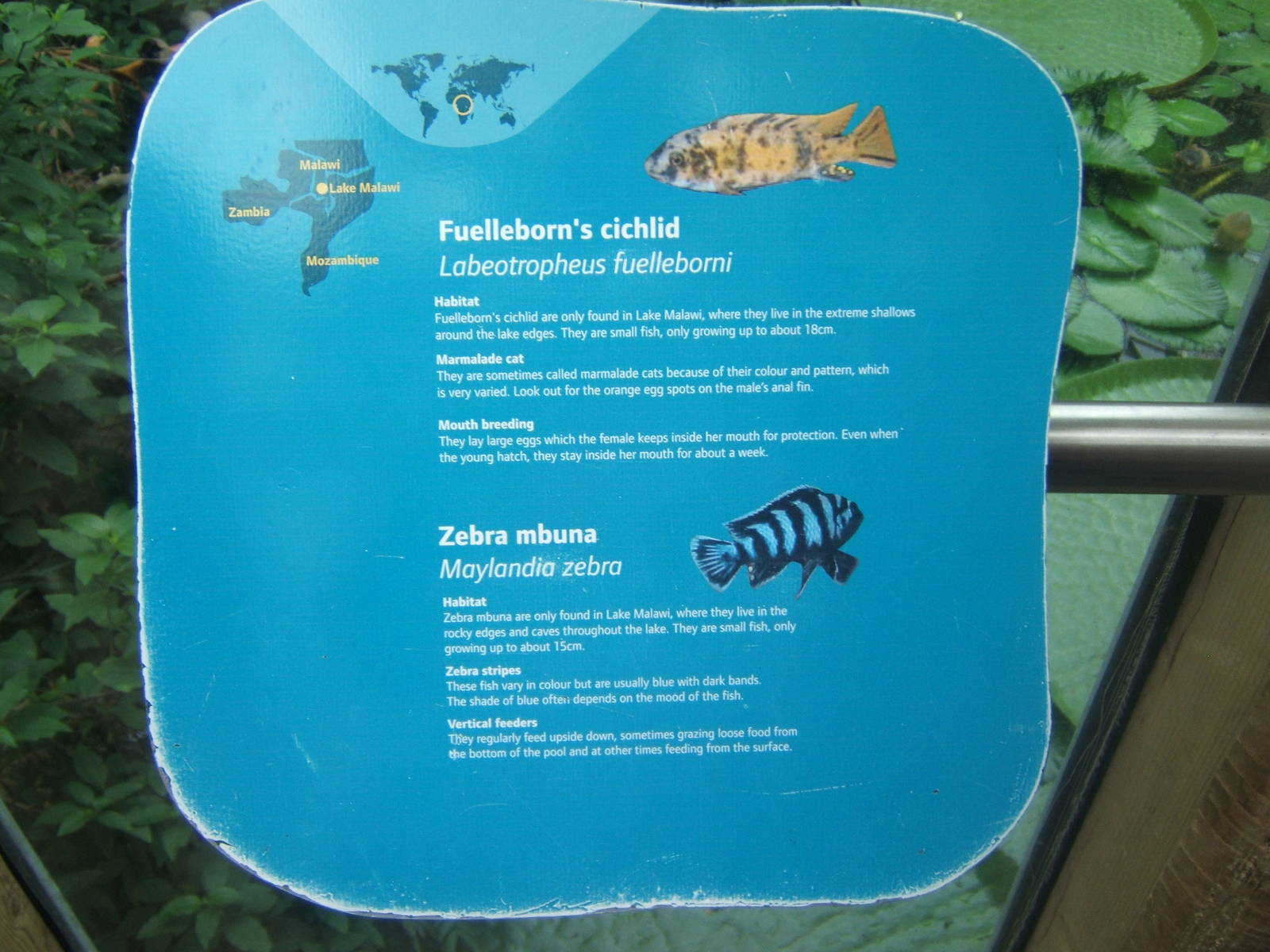 Sign for Fish in the Crocodile Swamp