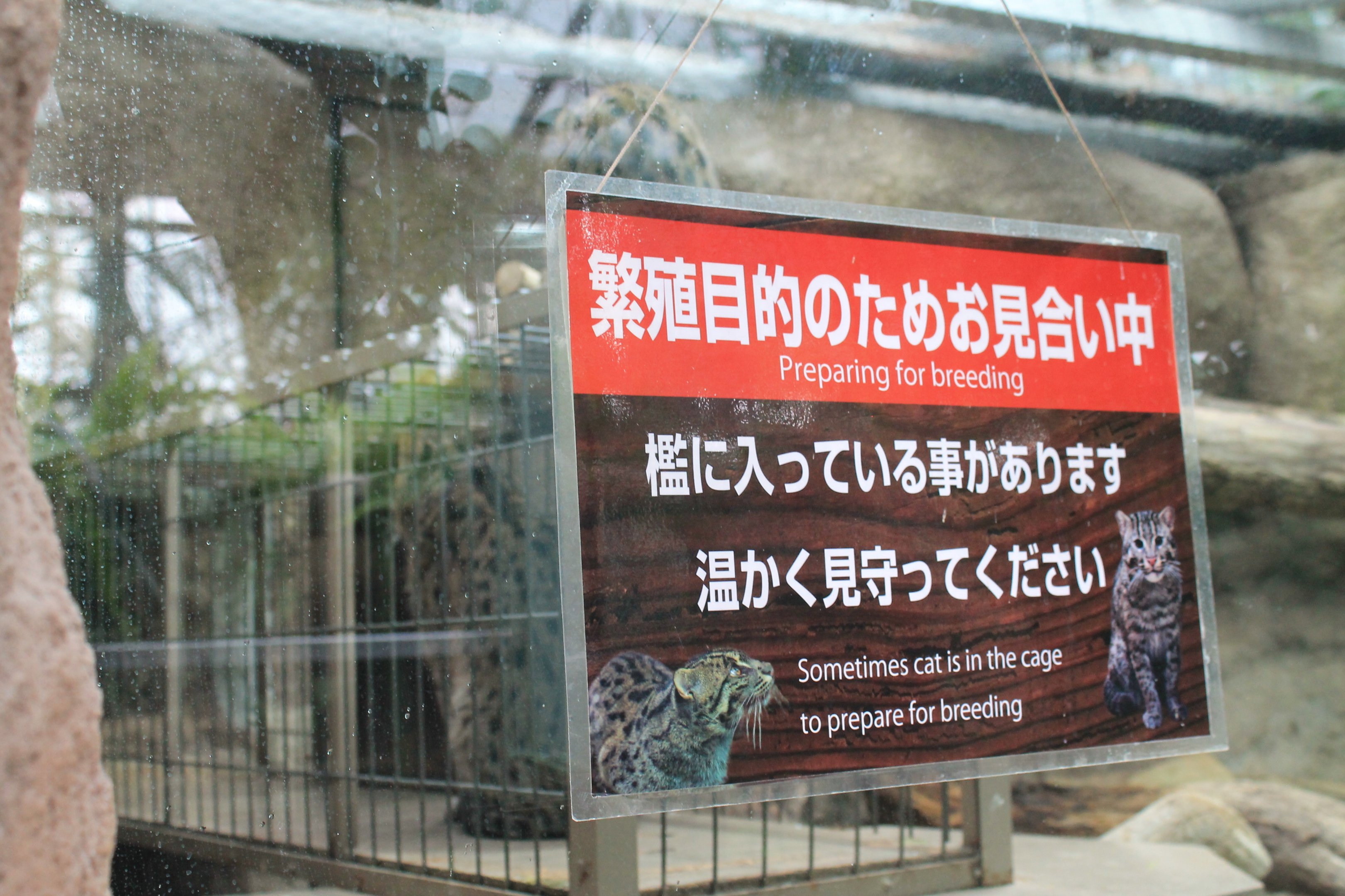 Sign for Fishing Cat (Prionailurus viverrinus)