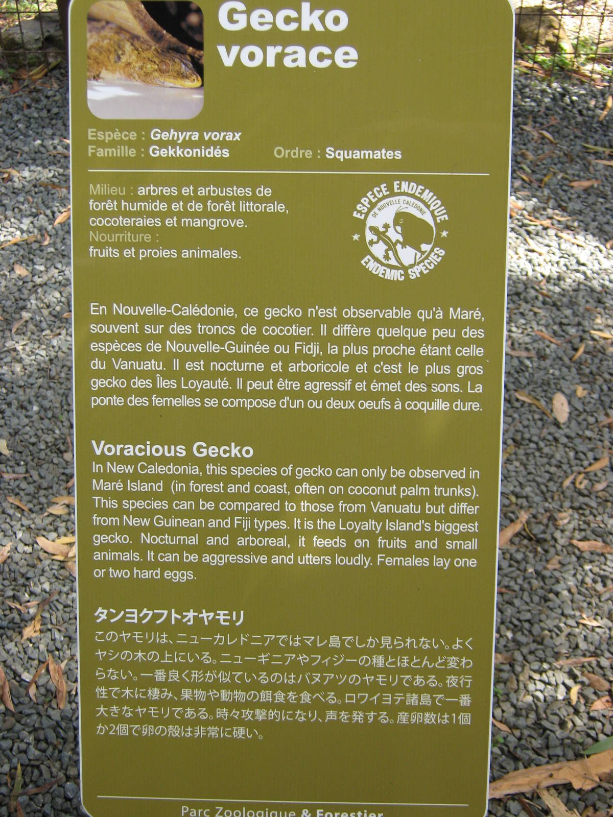 sign for Gehyra vorax