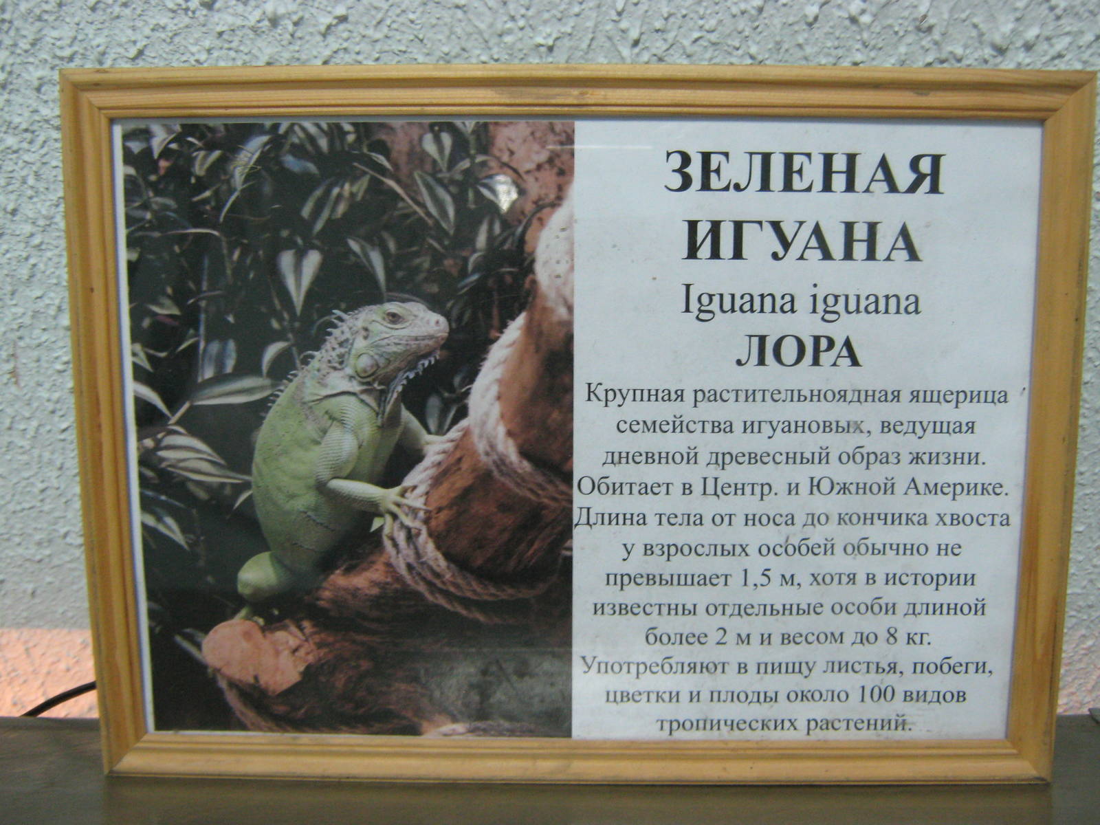 sign for green iguana (Iguana iguana)