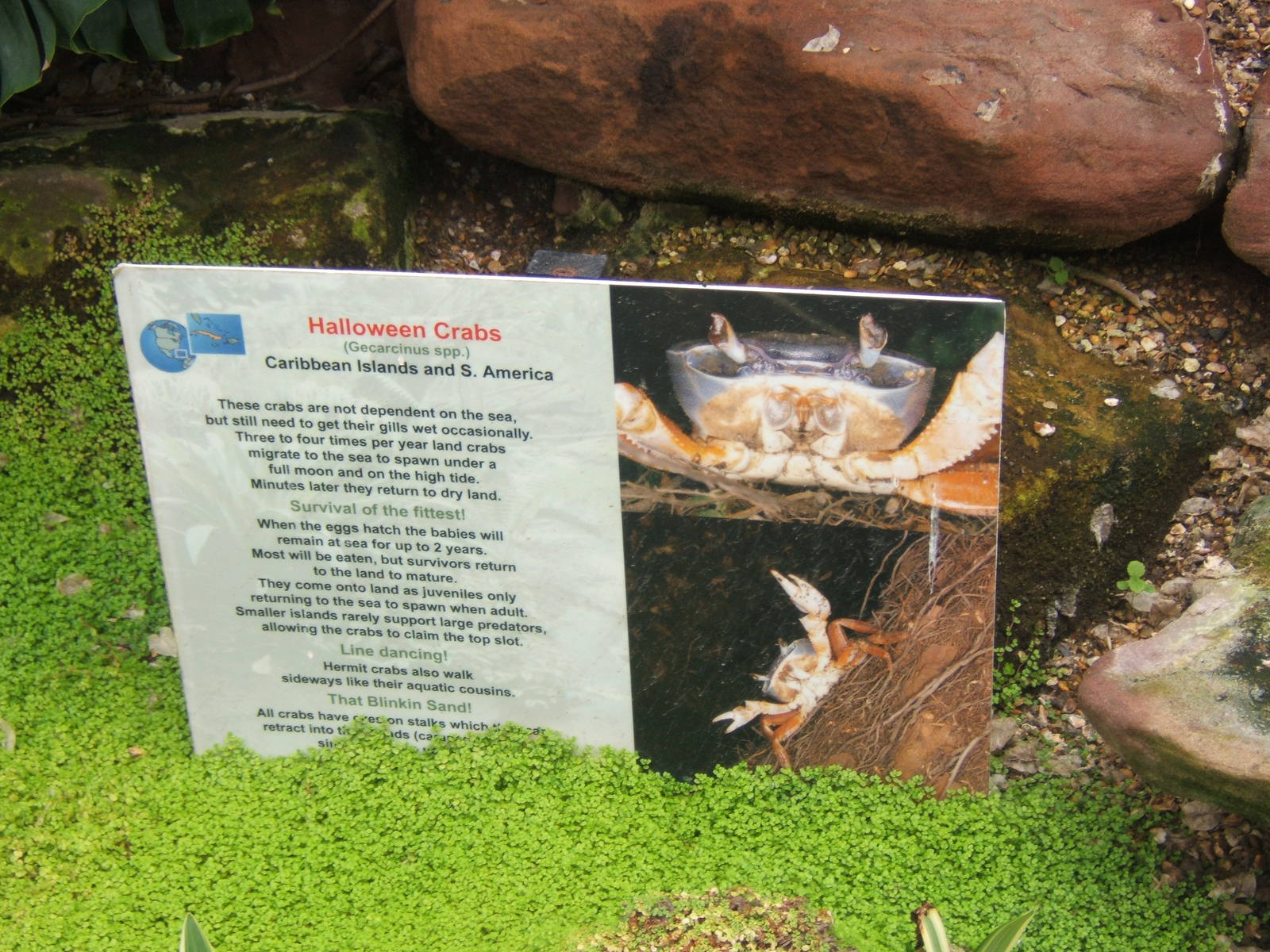 Sign for Halloween Crab