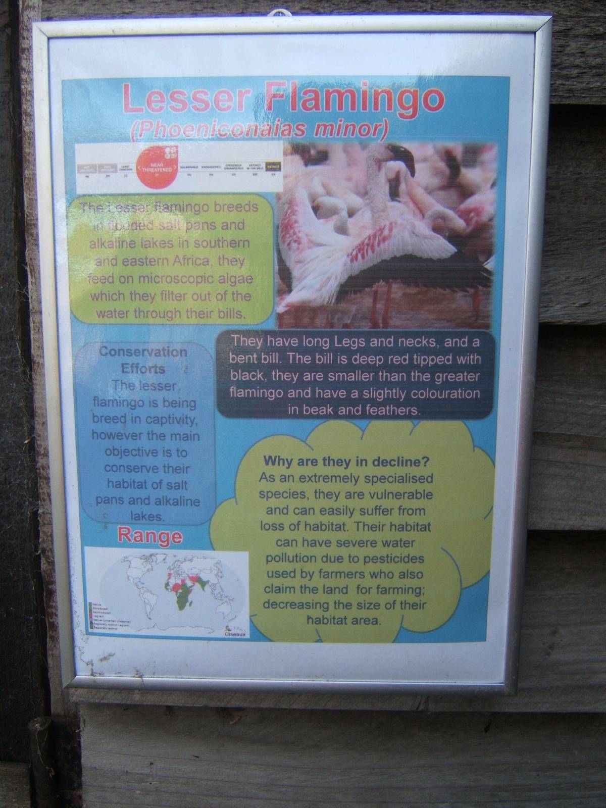 Sign for Lesser Flamingo