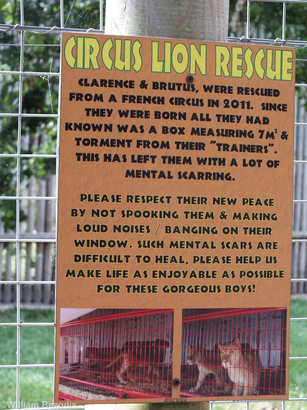 Sign for Lions