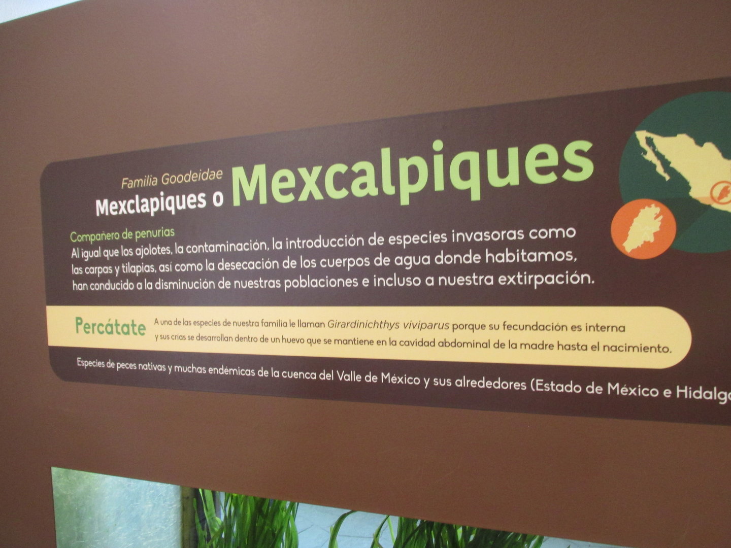 sign for mexcalpiques fish