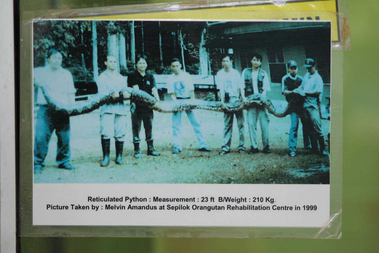 sign for Reticulated Python