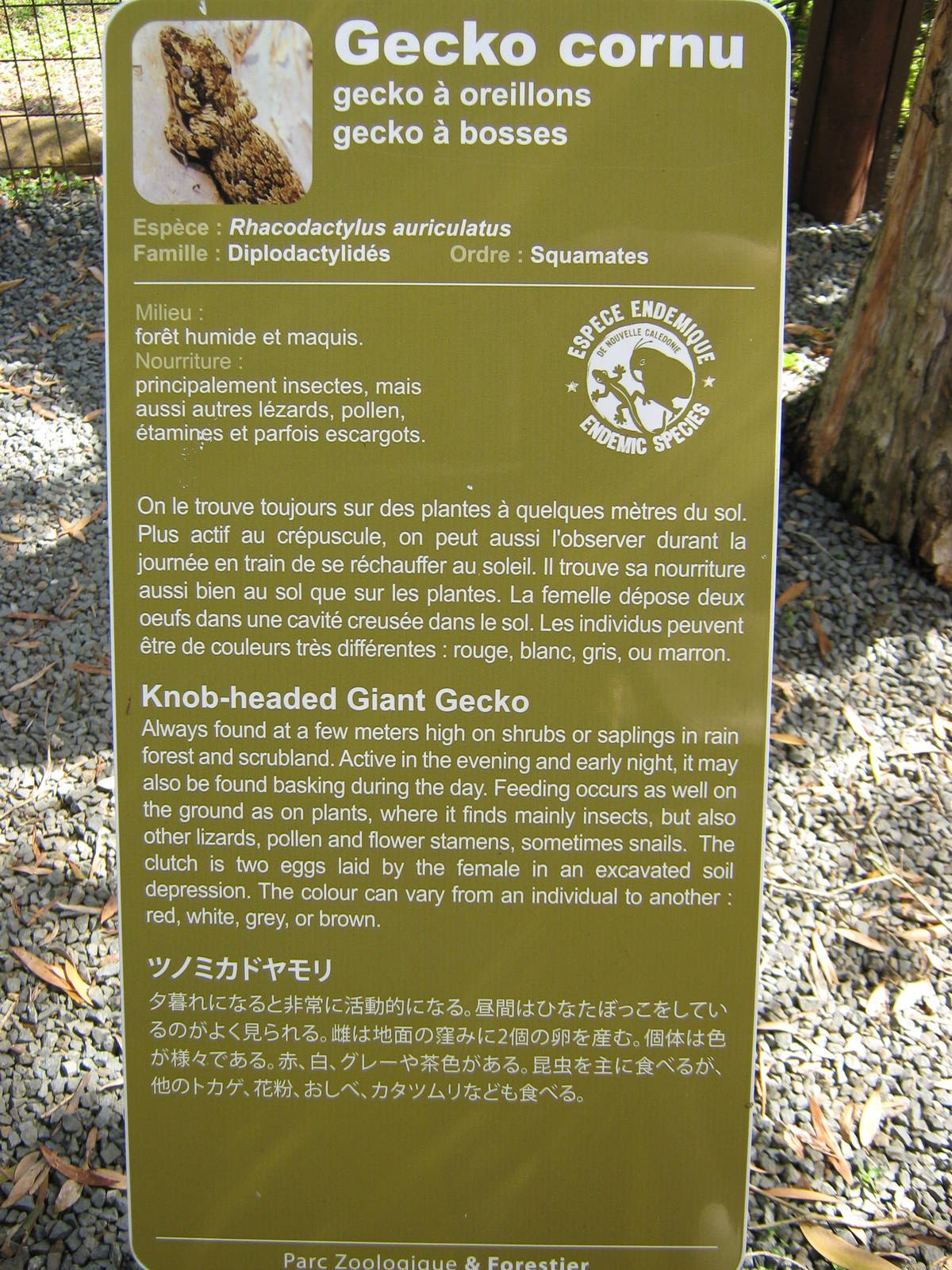 sign for Rhacodactylus auriculatus