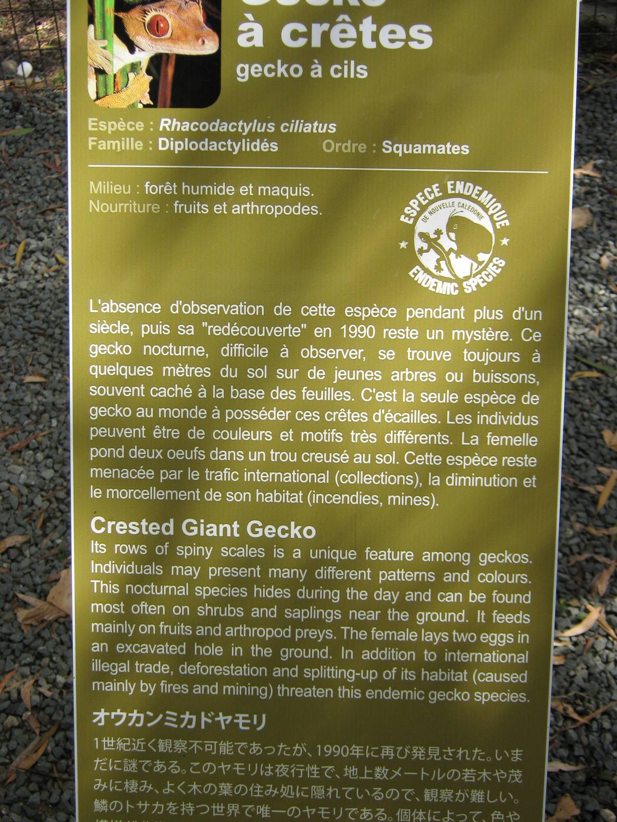 sign for Rhacodactylus ciliatus