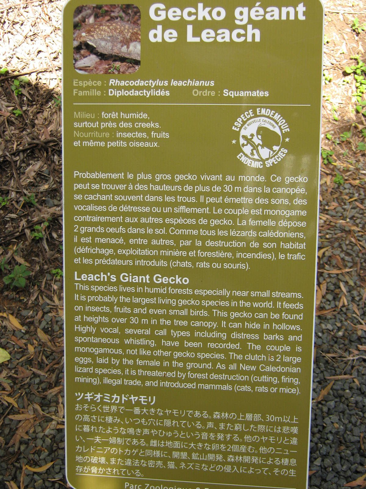 sign for Rhacodactylus leachianus