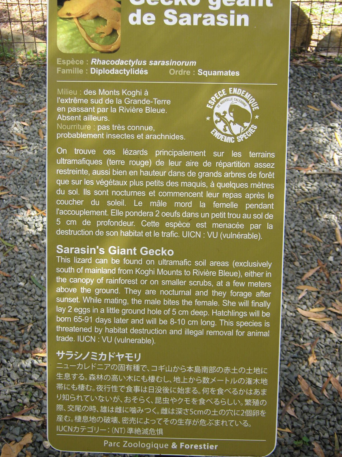 sign for Rhacodactylus sarasinorum