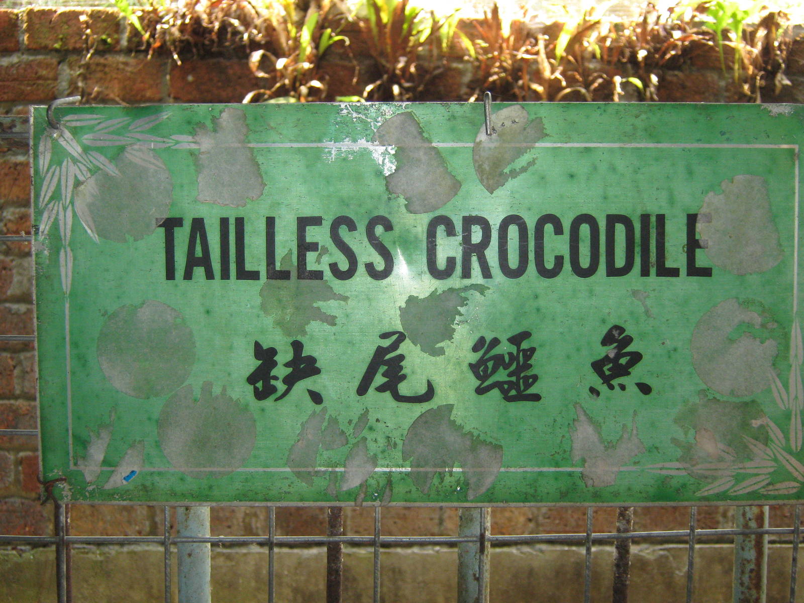 sign for tailless crocodile!