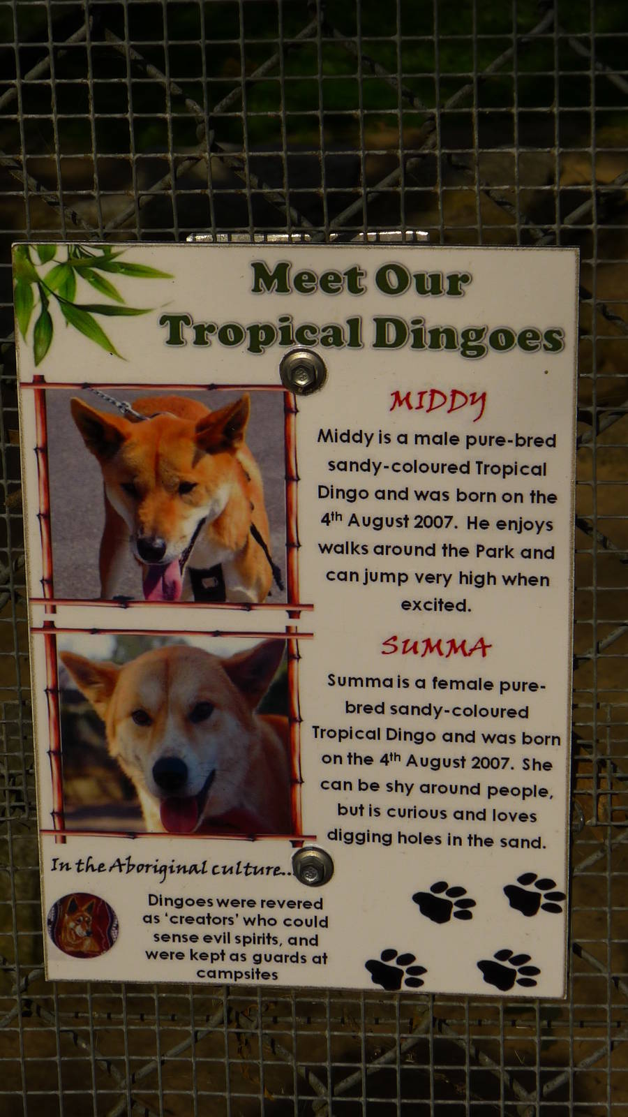 Sign for Tropical Dingos