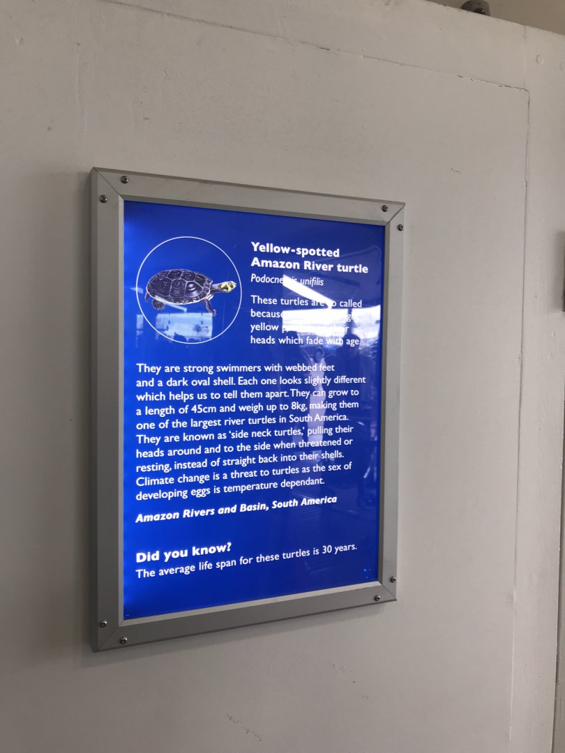 Sign for Yellow-spotted Amazon River turtle 260519