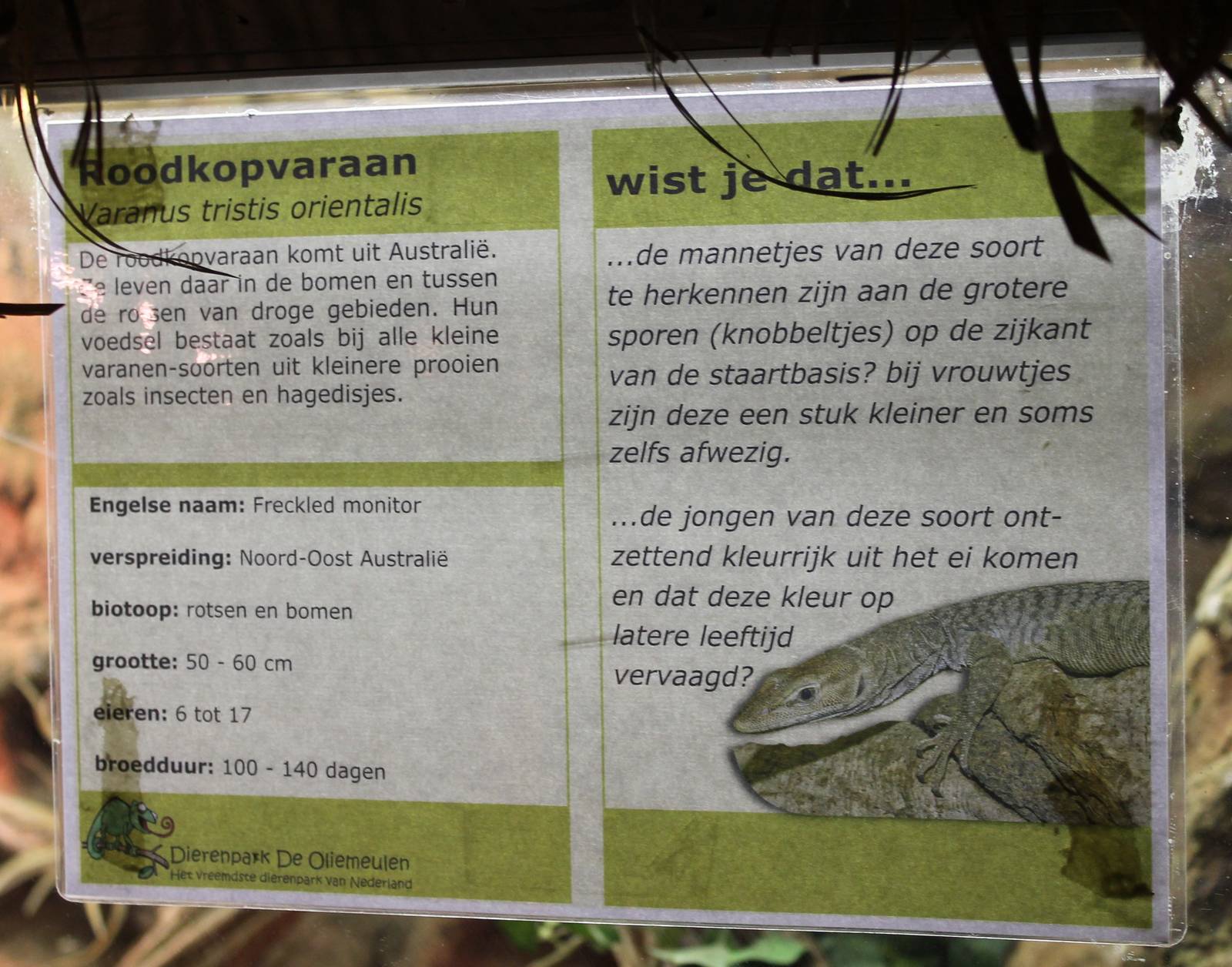 Sign Freckled monitor