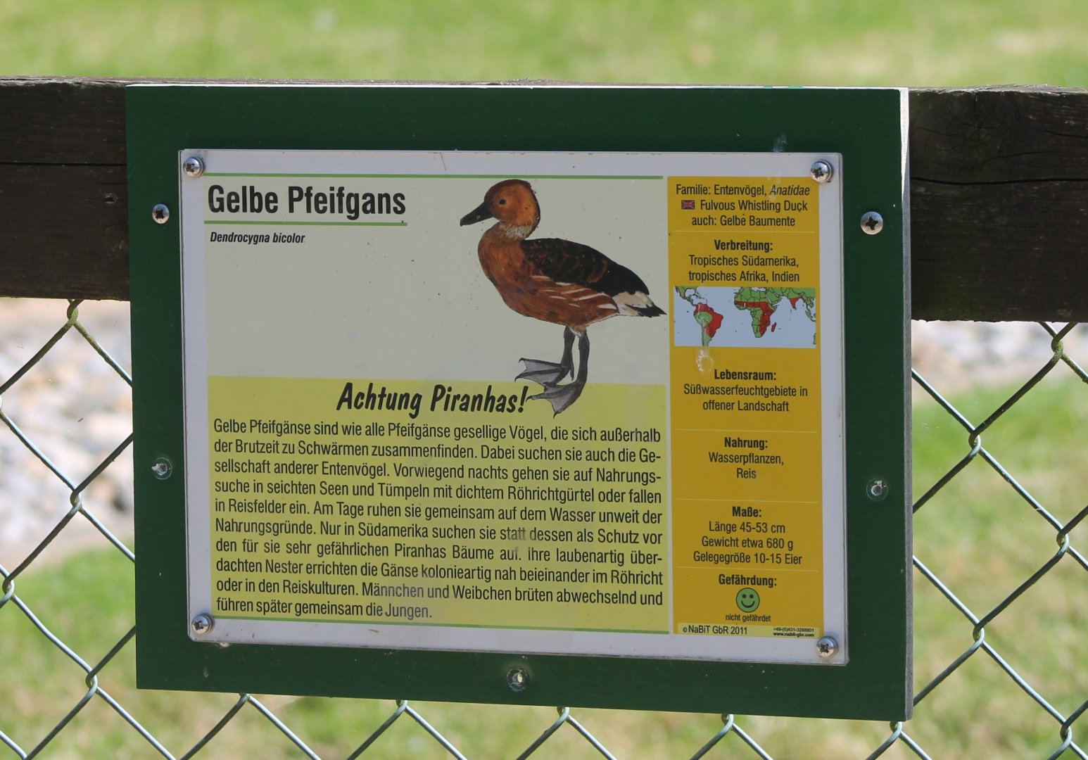 Sign Fulvous whistling duck