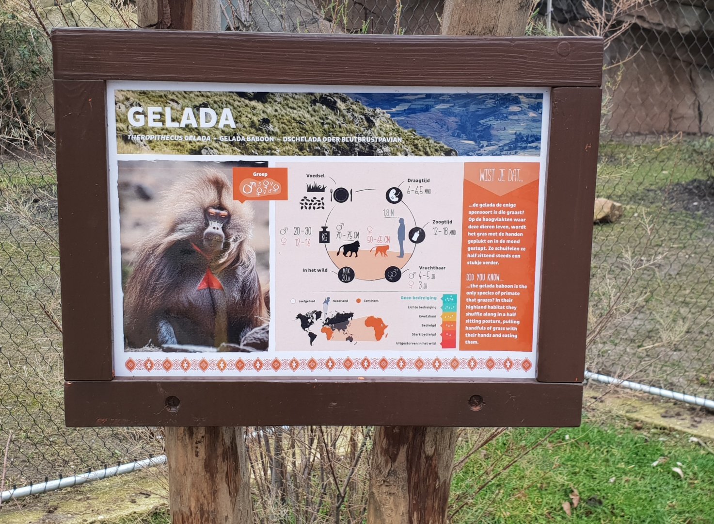 Sign Gelada