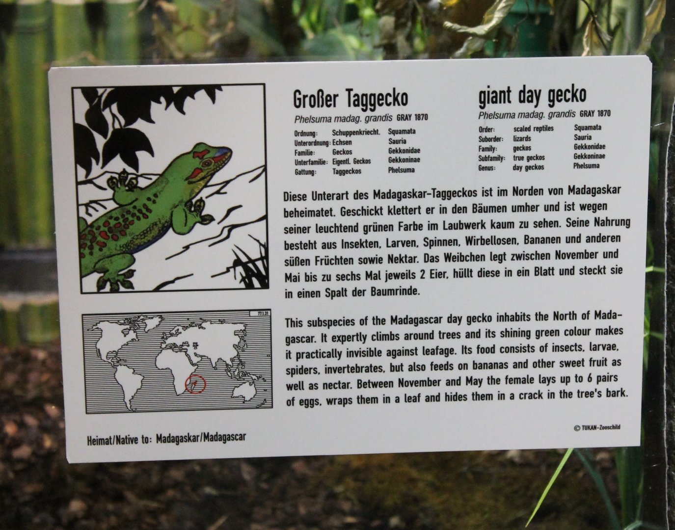 Sign Giant day gecko
