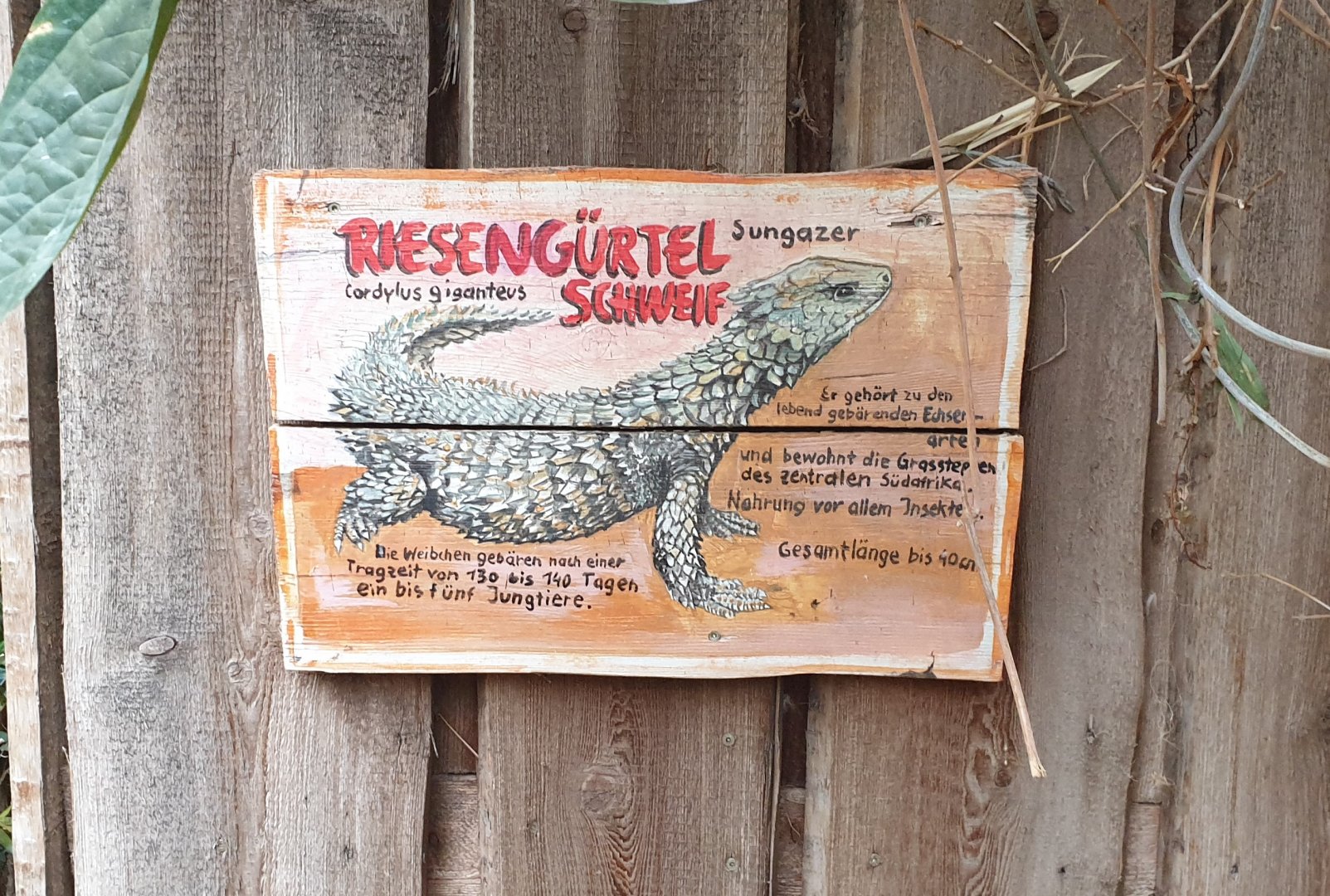 Sign Giant girdle-tailed lizard