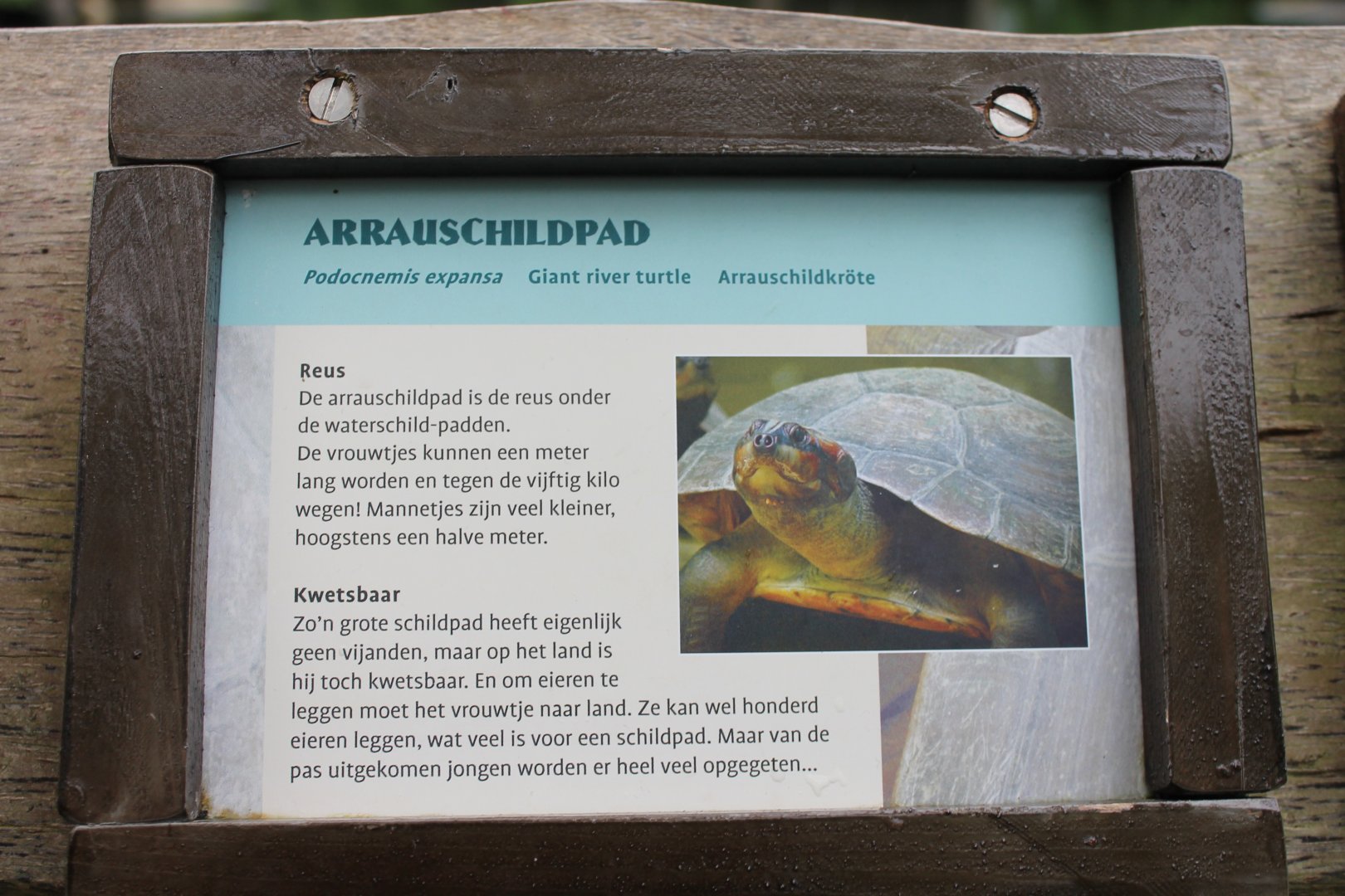 Sign Giant river turtle