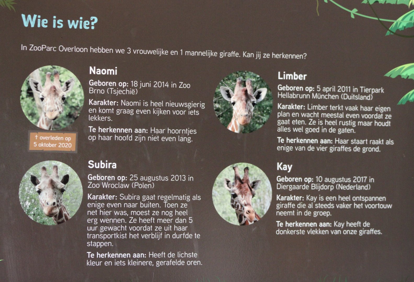 Sign Giraffes at ZooParc Overloon