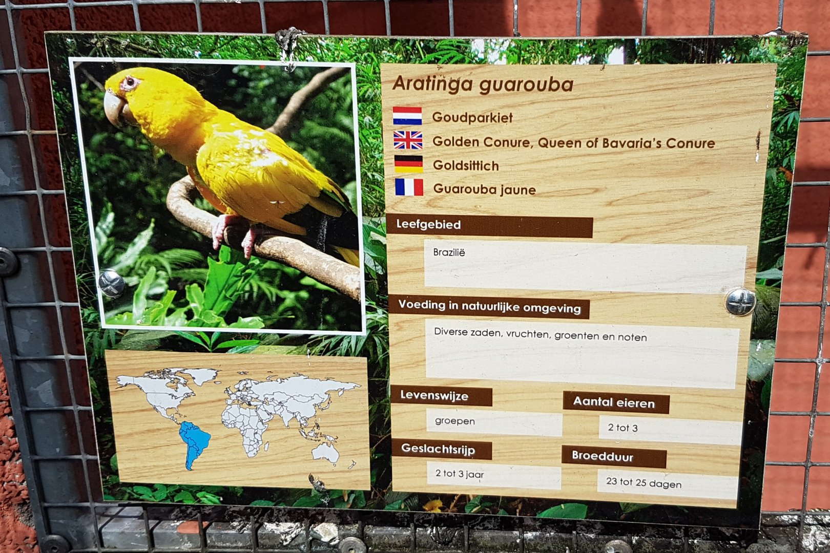 Sign Golden conure