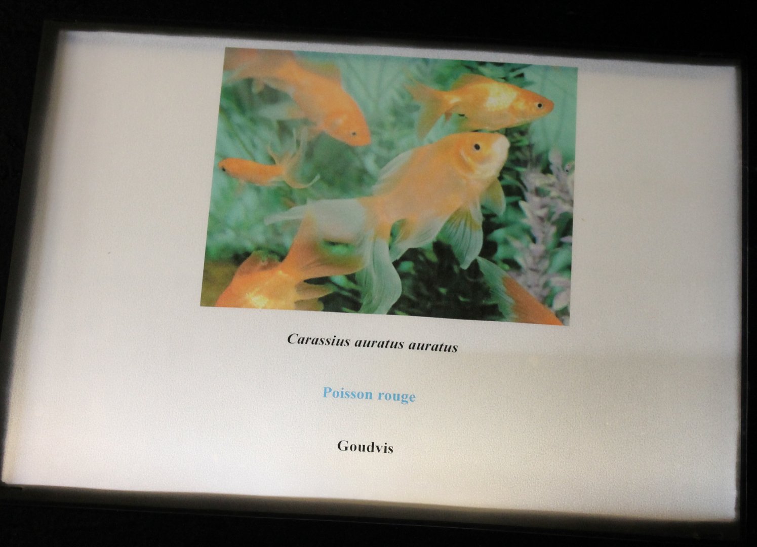 Sign Goldfish