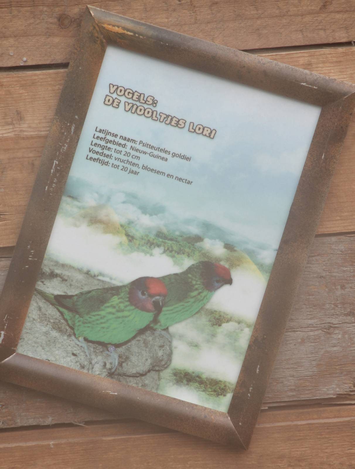 Sign Goldie's lorikeet