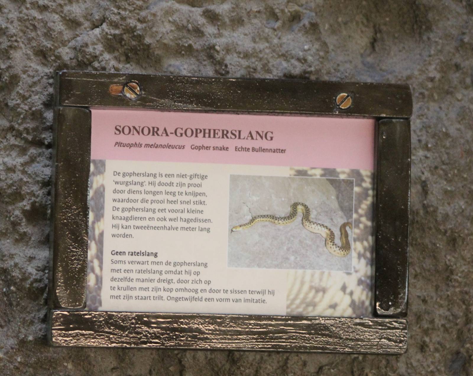 Sign Gopher snake