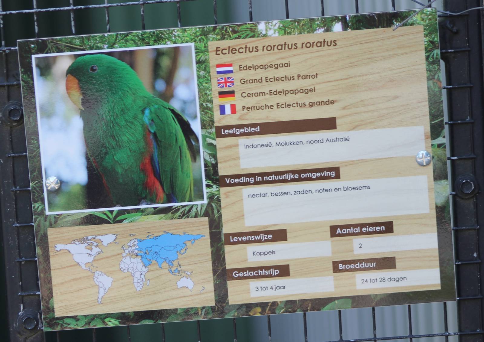 Sign Grand - Ceram - eclectus parrot