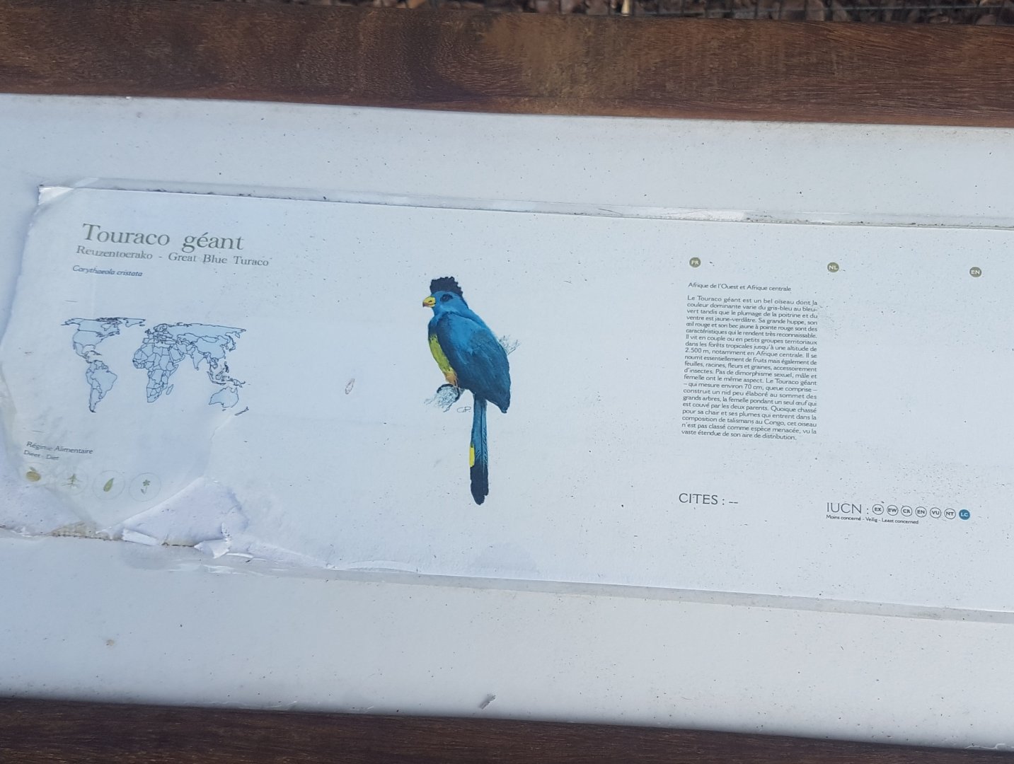 Sign Great blue touraco